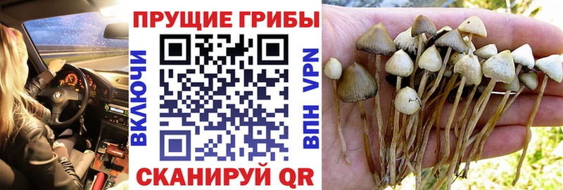 Псилоцибиновые грибы Psilocybe  MEGA ссылка  Салаир 